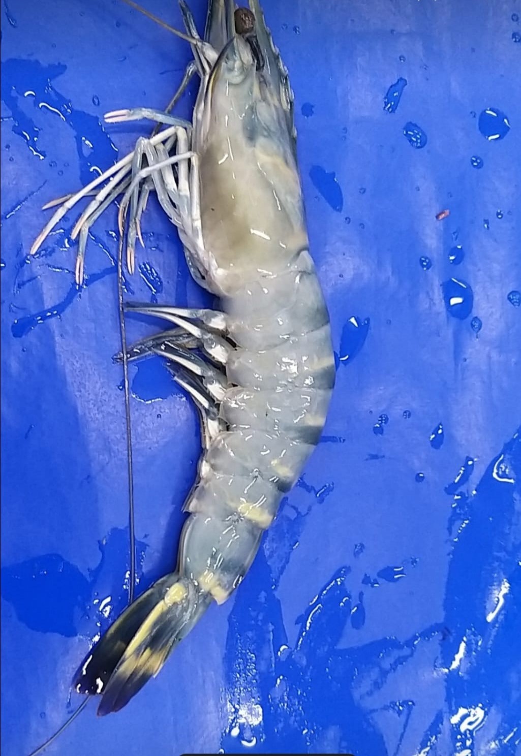 Shrimp Collection